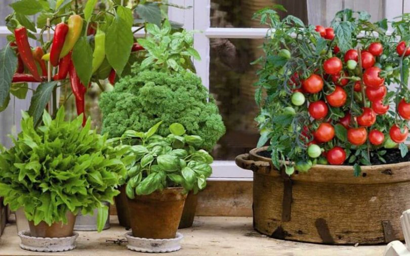 Детальніше про статтю Як виростити овочі, зелень і полуницю вдома